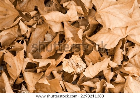 Detail of dreid maple leaves