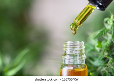 Detail of dropper with CBD oil  onHemp flower background, Cannabis Oil - medical marijuana concept