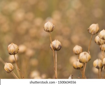 Detail Of Dry Flax Plant Capsules With Seeds