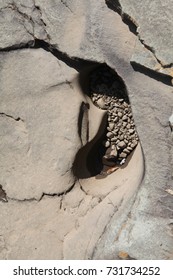 Detail Of Dry Riverbed Rocks , West Virginia