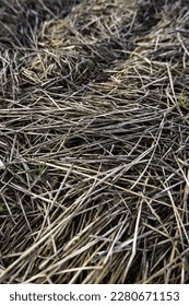 Detail of dry wheat straw in the field, food for farm animals - Shutterstock ID 2280671153