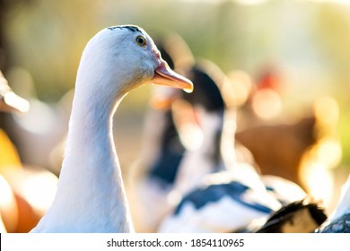 Detail of a duck head. Ducks feed on traditional rural barnyard. Close up of waterbird standing on barn yard. Free range poultry farming concept.