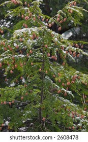 Detail Of An Eastern Hemlock Tree With A Dusting Of Snow