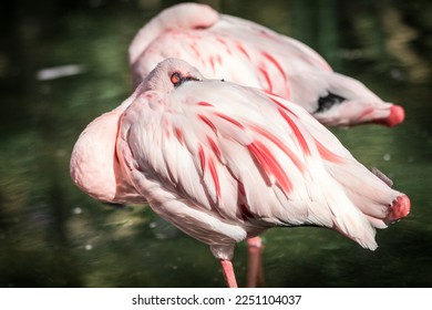 Detail of elegant Pink Flamingo
