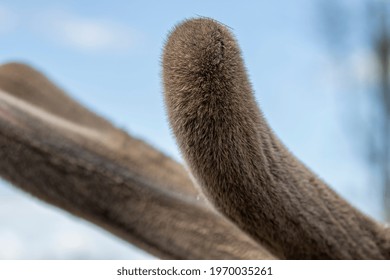 Detail Elk Antler Covered In Velvet