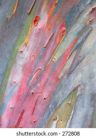 Detail Of Eucalyptus Bark