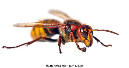 Frelon Europeen Images Stock Photos Vectors Shutterstock Frelon Europeen Images Stock Photos Vectors Shutterstock