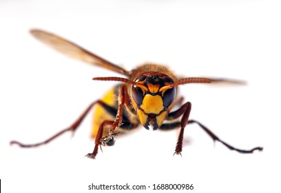 detail of European hornet in latin Vespa crabro isolated on white background