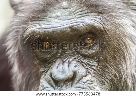 Detail of the face of a chimpanzee