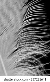 Detail of a feather