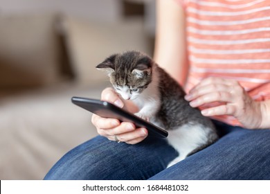 Detail Of Female Hands Surfing The Net On A Smart Phone While Holding And Cuddling Cute Little Kitten 