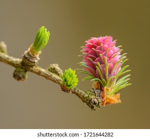 detail of female seed cone flower of European larch (larix decidua) at the end of twig