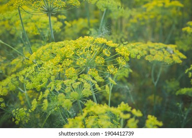 Detail Of Fennel Growing In The Field