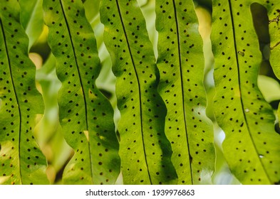 Detail Of Fern Spores, Sporangium On Leaf Fern