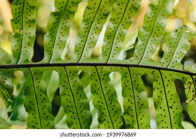 Detail Of Fern Spores, Sporangium On Leaf Fern