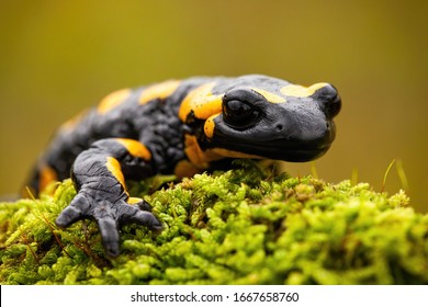 Detail of a fire salamander lying on green moss in European nature in summer with green blurred background. Wild animal crawling forward and stretching its leg.