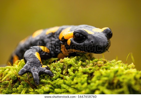 Detail of a fire salamander lying\
on green moss in European nature in summer with green blurred\
background. Wild animal crawling forward and stretching its\
leg.