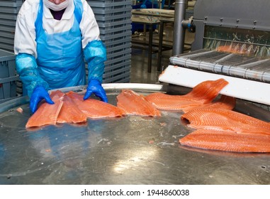 The Detail Of A Fish Salmon Factory, Processing Line. Fish And Food Industry Abstract.