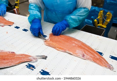 The Detail Of A Fish Salmon Factory, Processing Line. Fish And Food Industry Abstract.