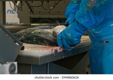 The Detail Of A Fish Salmon Factory, Processing Line. Fish And Food Industry Abstract.