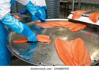 The Detail Of A Fish Salmon Factory, Processing Line. Fish And Food Industry Abstract.