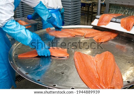 The detail of a fish salmon factory, processing line. Fish and food industry abstract.