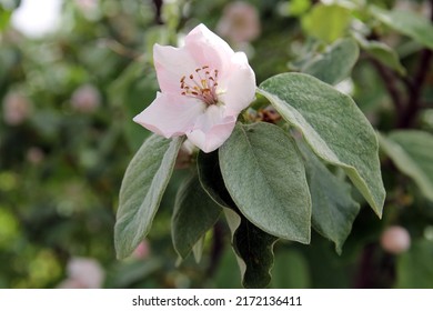 Detail of a flower and leaves of the quince (Cydonia oblonga) a deciduous tree that bears hard, aromatic bright golden-yellow pome fruit - Shutterstock ID 2172136411