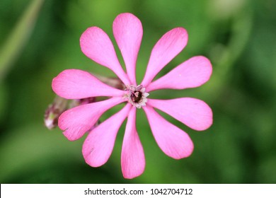 Detail of a flower of Silene colorata. It's a typical sprinc plant in Sicily.
