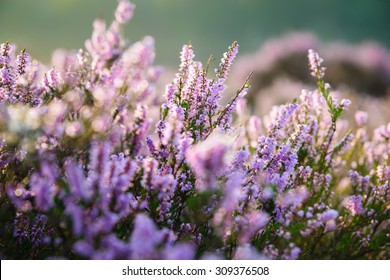 Detail of a flowering heather plant in dutch landscape