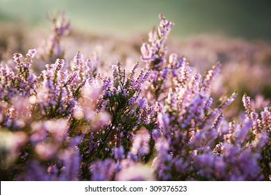 Detail of a flowering heather plant in dutch landscape