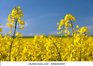 detail of flowering rapeseed canola or colza in latin Brassica Napus, plant for green energy and oil industry, rape seed on blue sky background