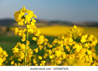 detail of flowering rapeseed canola or colza in latin Brassica Napus, plant for green energy and oil industry, rape seed on blue sky background