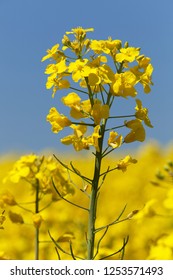 detail of flowering rapeseed canola or colza field in latin Brassica Napus, plant for green energy and oil industry, rape seed on blue sky background