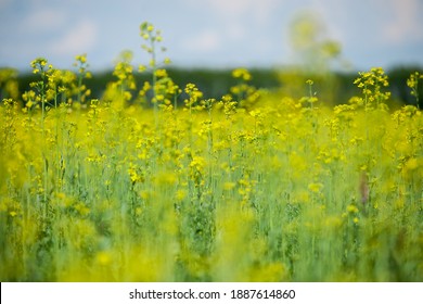 3,414 Cole seed oil Images, Stock Photos & Vectors | Shutterstock