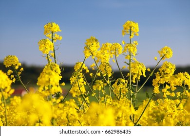 detail of flowering rapeseed field, canola or colza in latin Brassica Napus, plant for green energy and oil industry, rape seed on blue sky background
