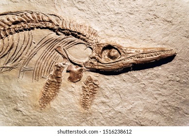 Detail Of A Fossil Ichthyosaurus.