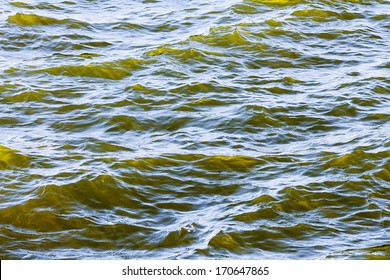 Detail Of Fresh Brackish Green Water Ouside Of Stockholm