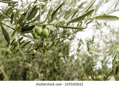 Detail Of Fresh Fruits Of An Olive Tree, Olive Oil Manufacturing