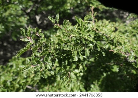 detail of fresh green twig tree branch in spring  