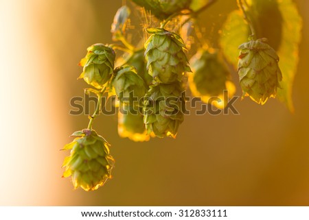 Detail of fresh hops cones