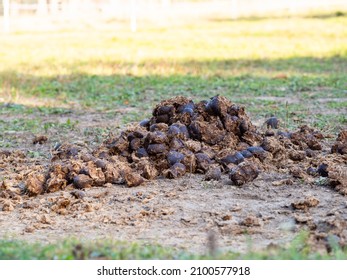 Detail of fresh horse manure on the meadow ground