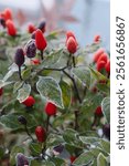 Detail of frozen plants with green leaves and colorful red and orange colored fruits photographed during cold autumn morning in the garden