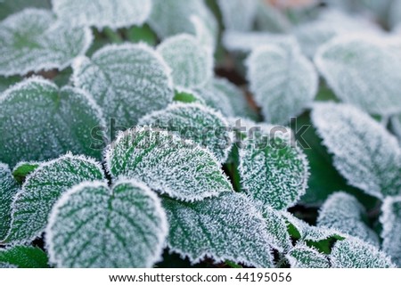 Detail of frozen raspberry leaves