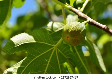 Detail of the fruits of the fig tree, ficus carica, on its tree in summer