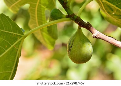 Detail of the fruits of the fig tree, ficus carica, on its tree in summer