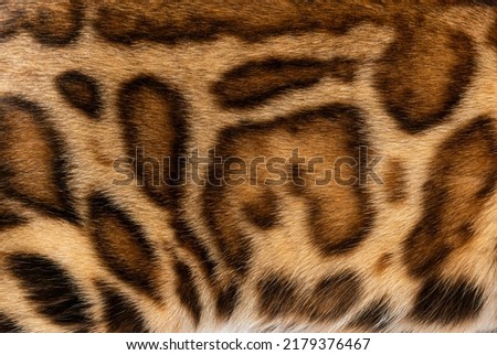 Detail of the fur of a brown Bengal cat