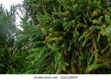 Detail Of German Pine And Its Pine Cones In Paraná State, Brazil. Scientific Name: Cunninghamia Lanceolata