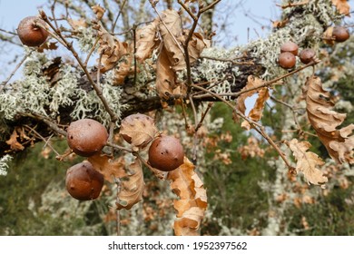 Detail Of The Gills, Defense Mechanism Of Pyrenean Oak. Quercus Pyrenaica.