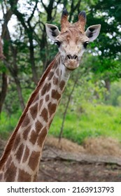 Detail Of Giraffe, Giraffa Camelopardalis, Mammal Ruminant Of The Artiodactyla Order, Looking To The Camera