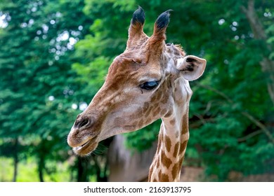 Detail Of Giraffe, Giraffa Camelopardalis, Mammal Ruminant Of The Artiodactyla Order, Looking To The Camera